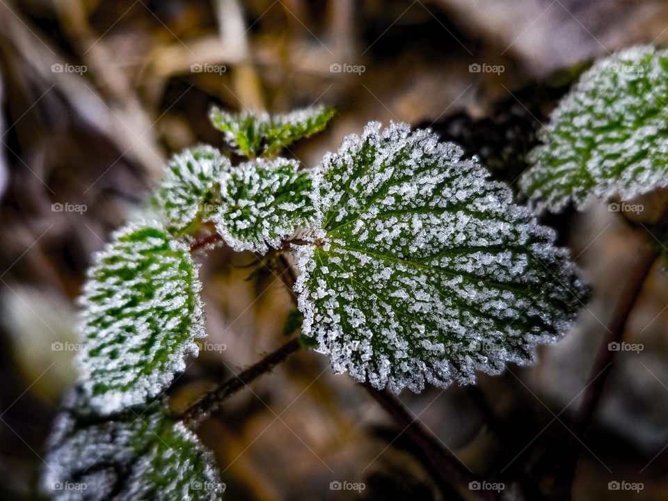 Frosty plants in the forest .The fall turns soon into winter.  Snow and cold weather .