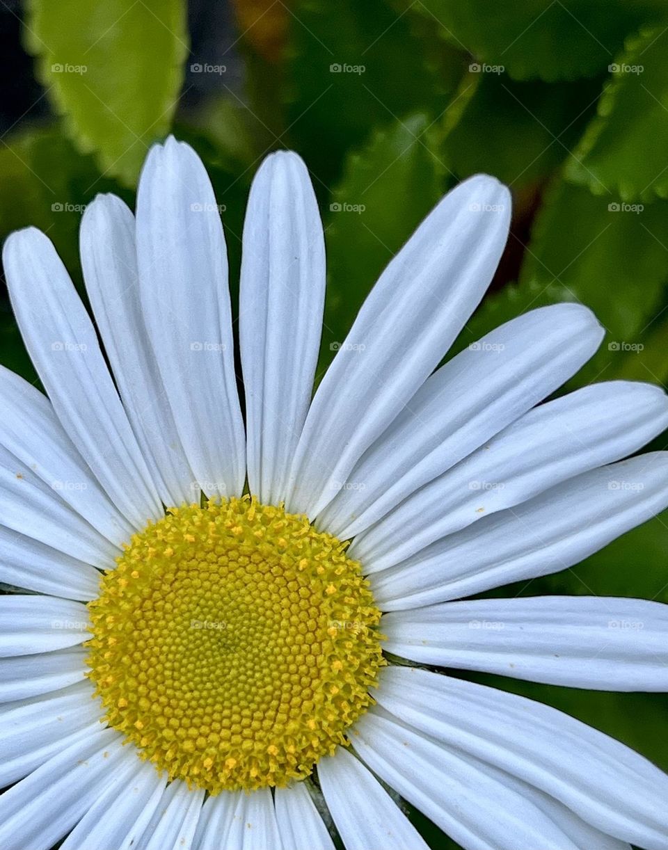 Flower blossom of oxeye daisy