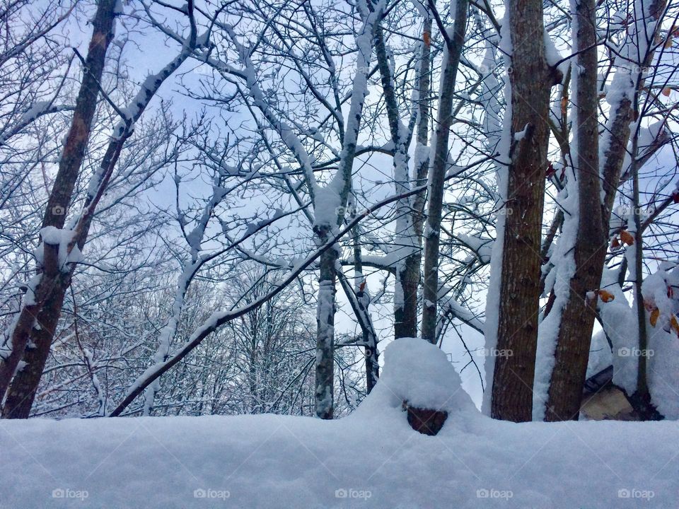 Snowy trees in winter