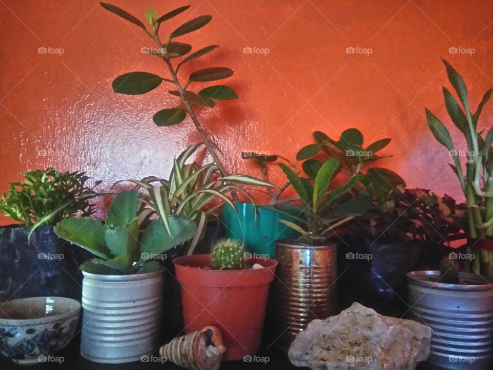 house plants