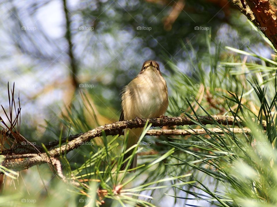 Little bird on the pine