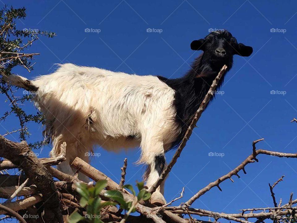 a beautiful goat looking at my camera.