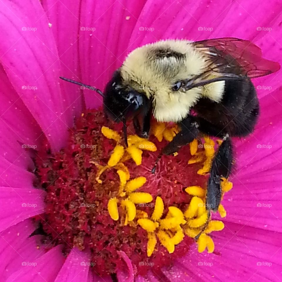 bee on pink