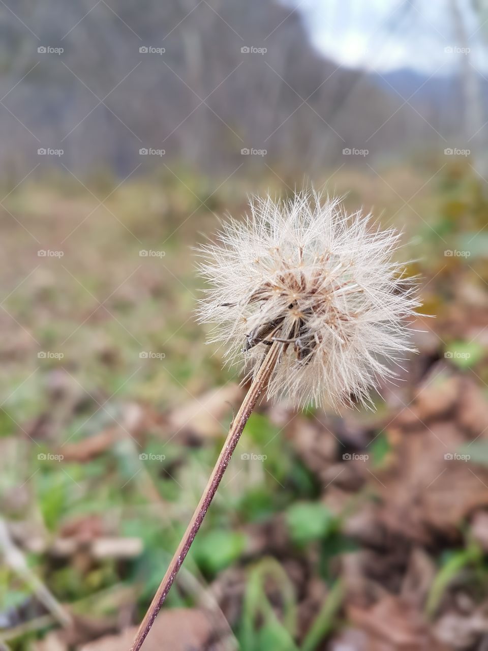 dandelion
