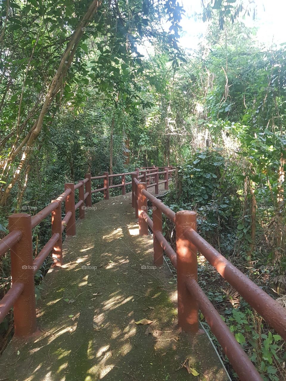 Take a walk and explore the forest