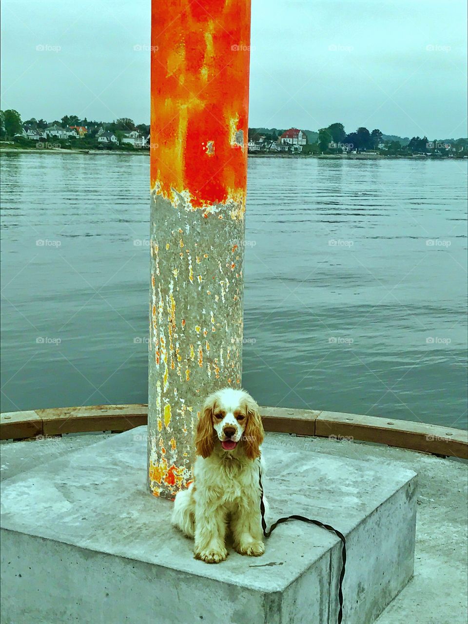 Dog at the Harbour