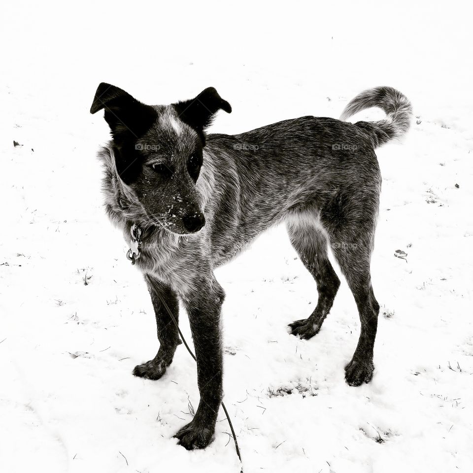 Snow dog. Black and white.