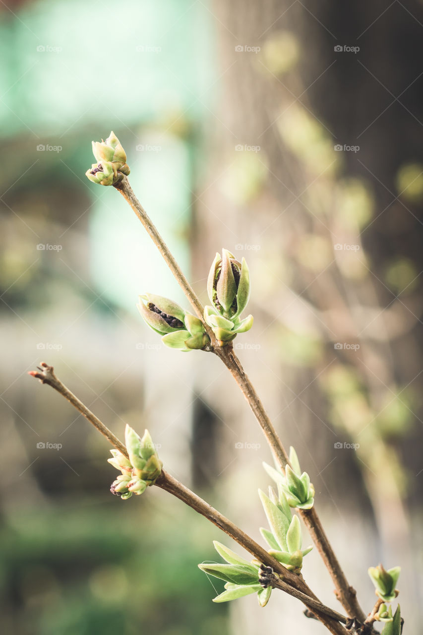 New leaves and buds on the branches.