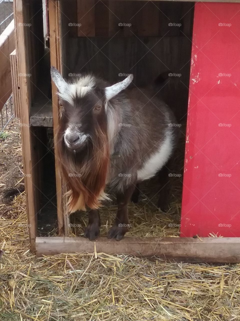 Hipster goat