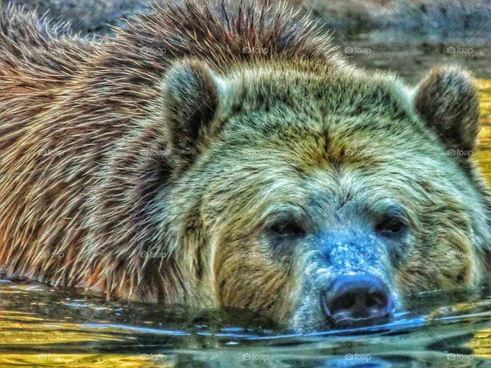 American Grizzly Bear Going For A Swim. Grizzly Bear Swimming In A Stream
