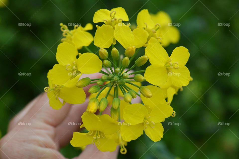 yellow flowers and hand person summer nature