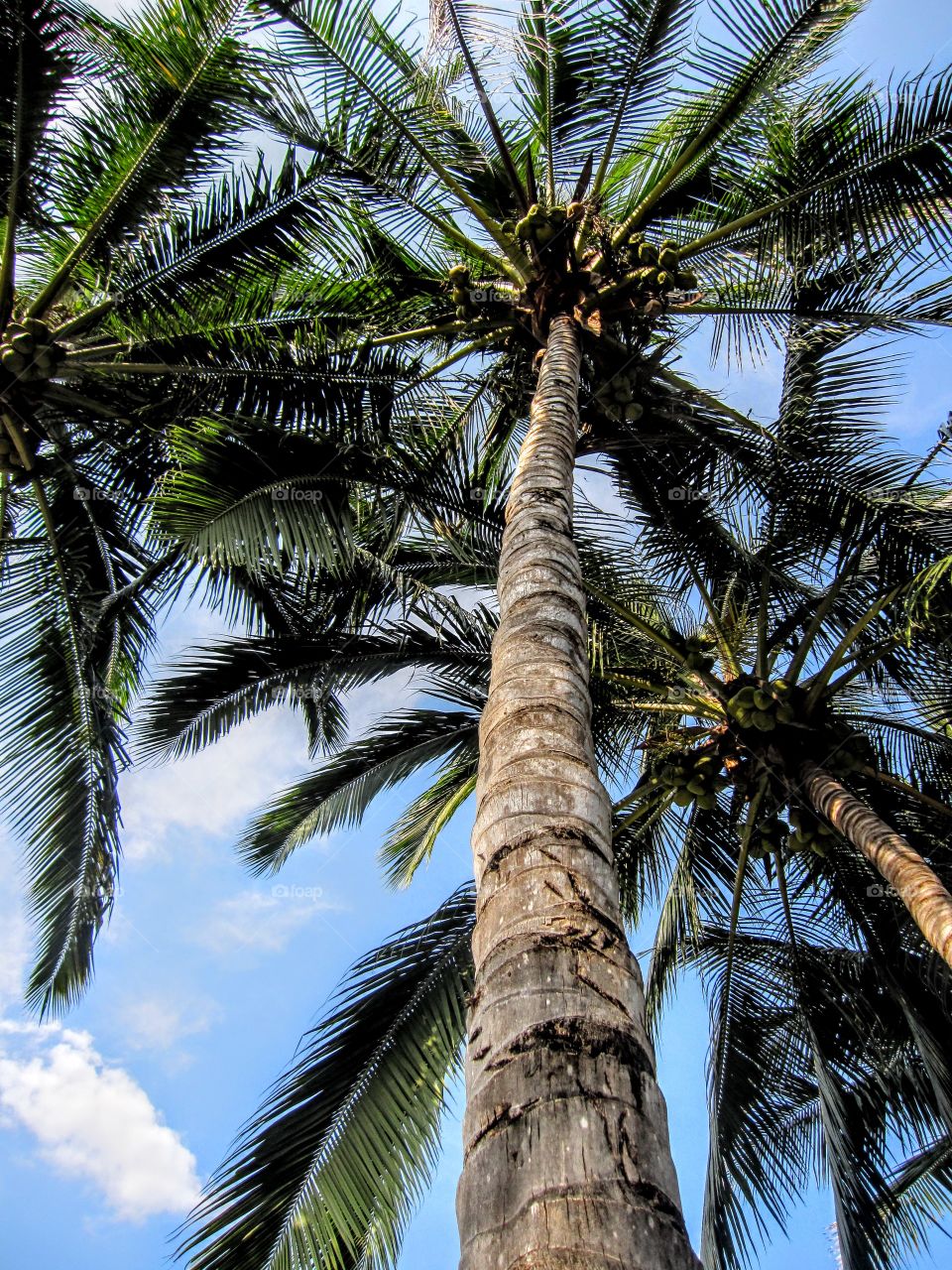 Healthy palm tree in a tropical climate near the ocean. 