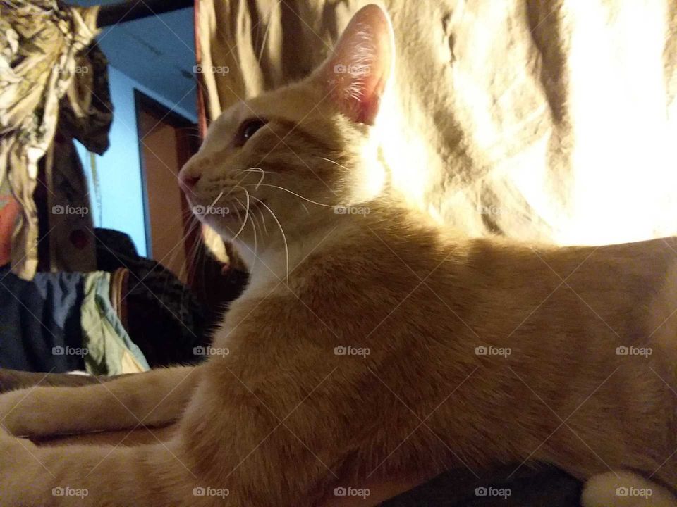 Chester Heike orange male cat