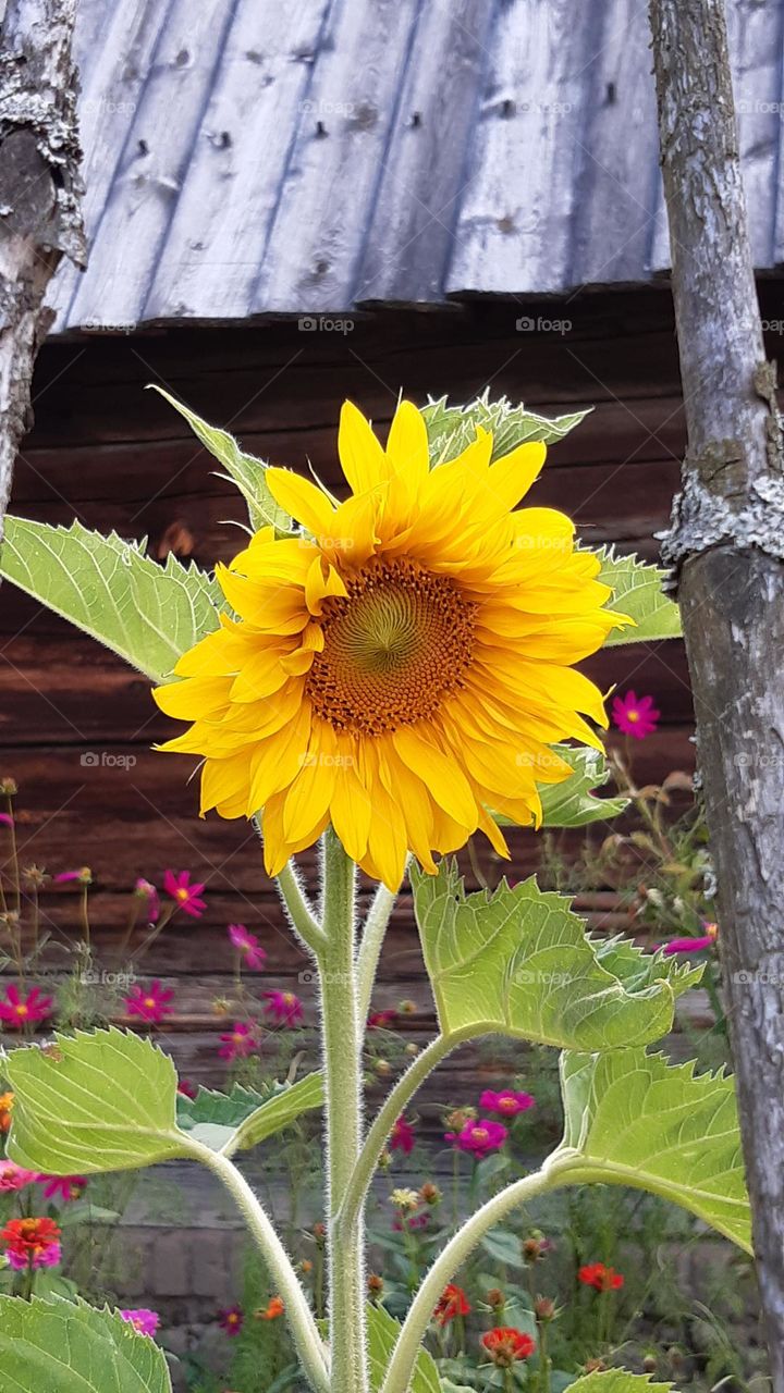 sunflower with yellow petals and green leaves with on the back res small fruits, old wood in background