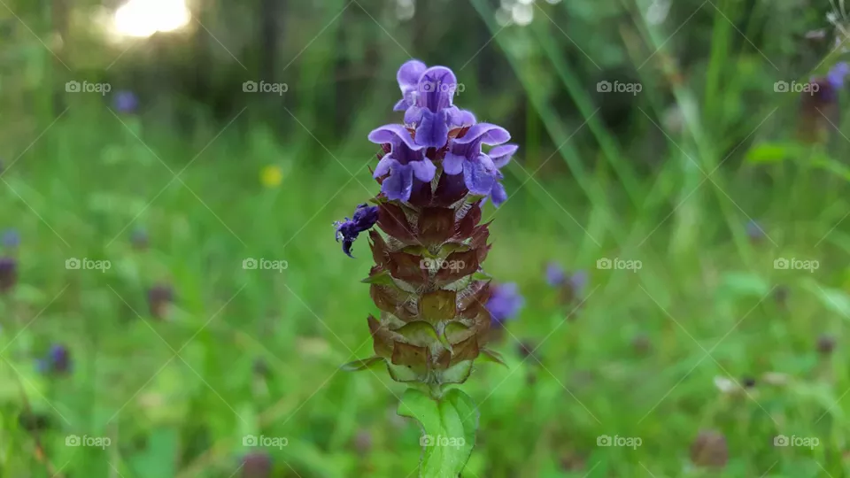 Flower