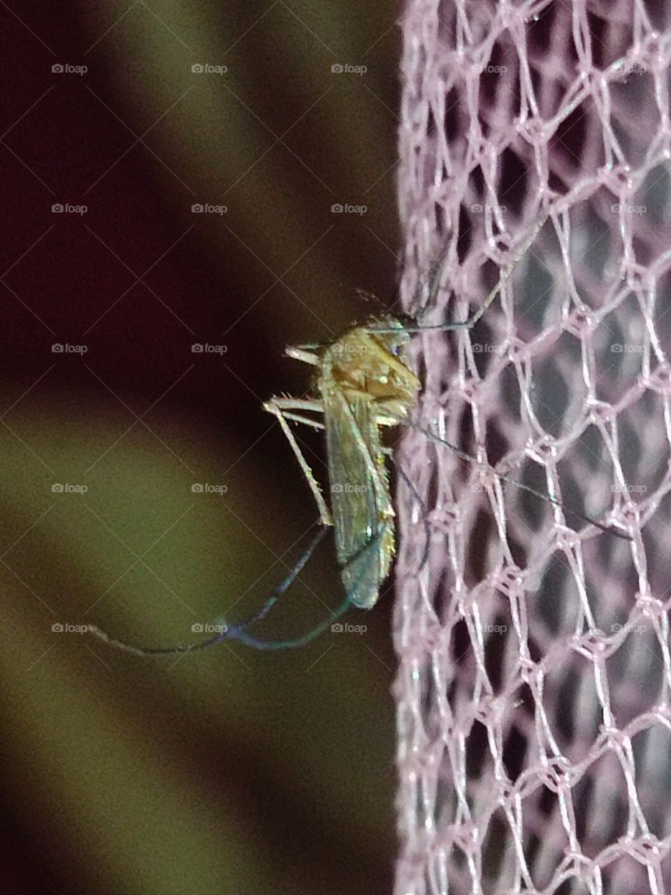 Mosquito🦟 tiny Dracula👹