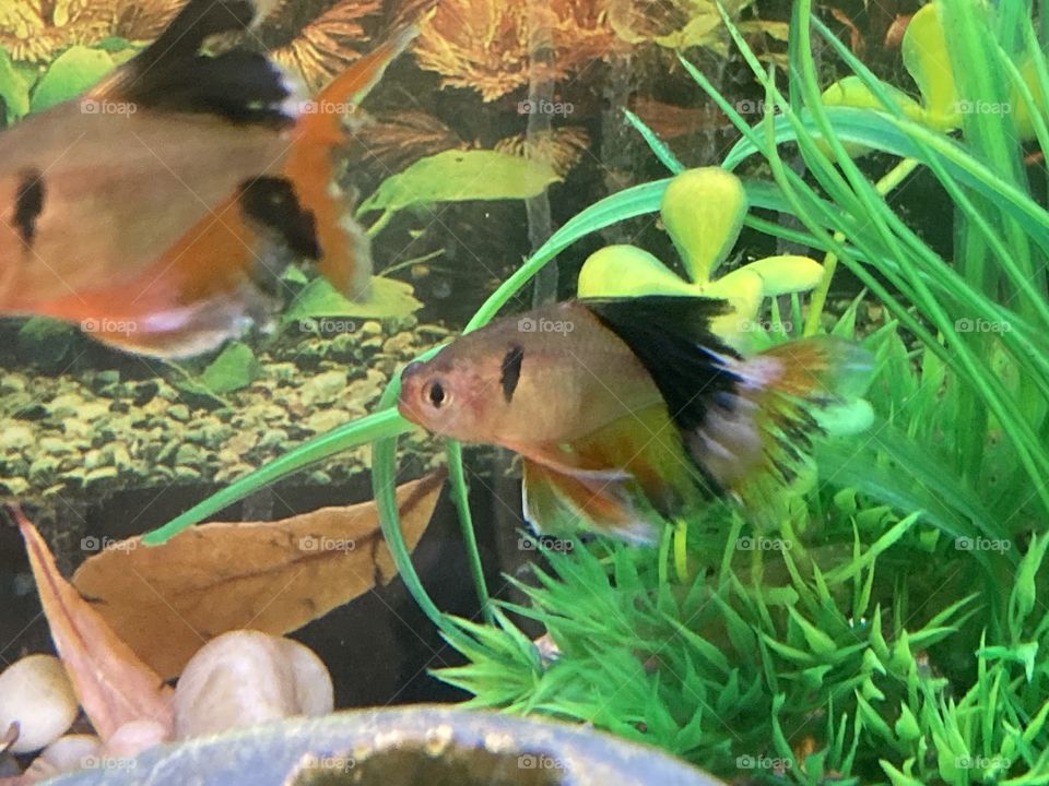 Red veil tail serpae tetra fish 