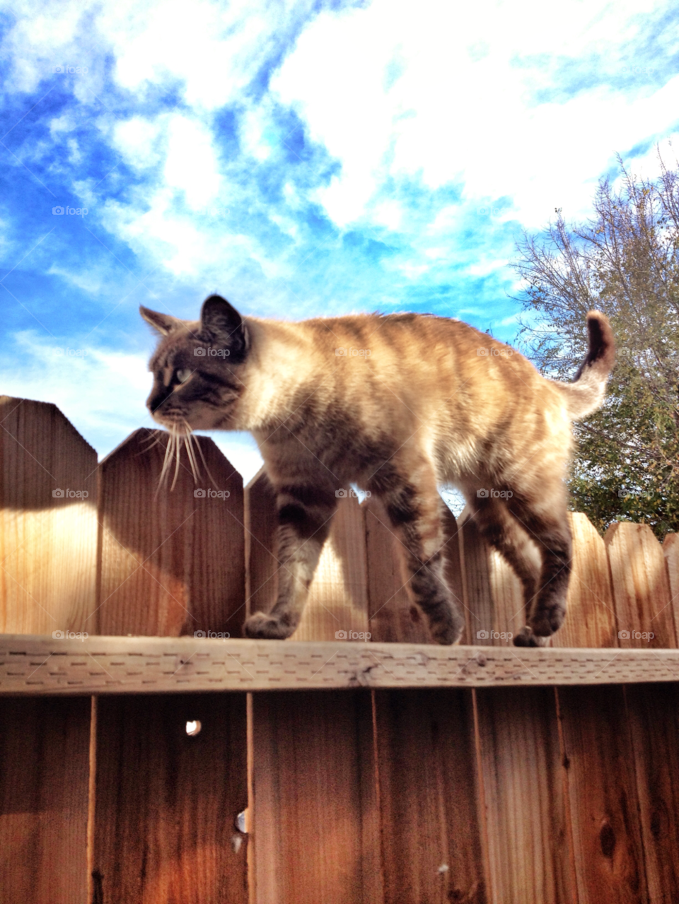 fence cat mammals pet by analia