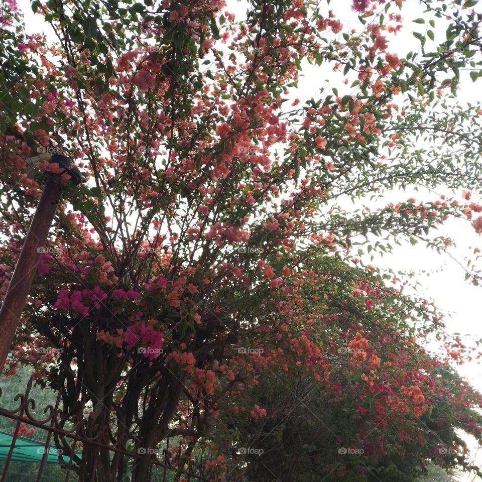 bougainvillea orange