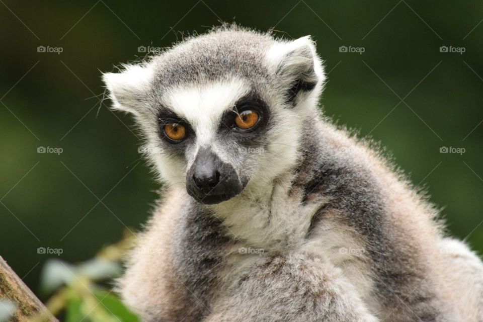 lemur 