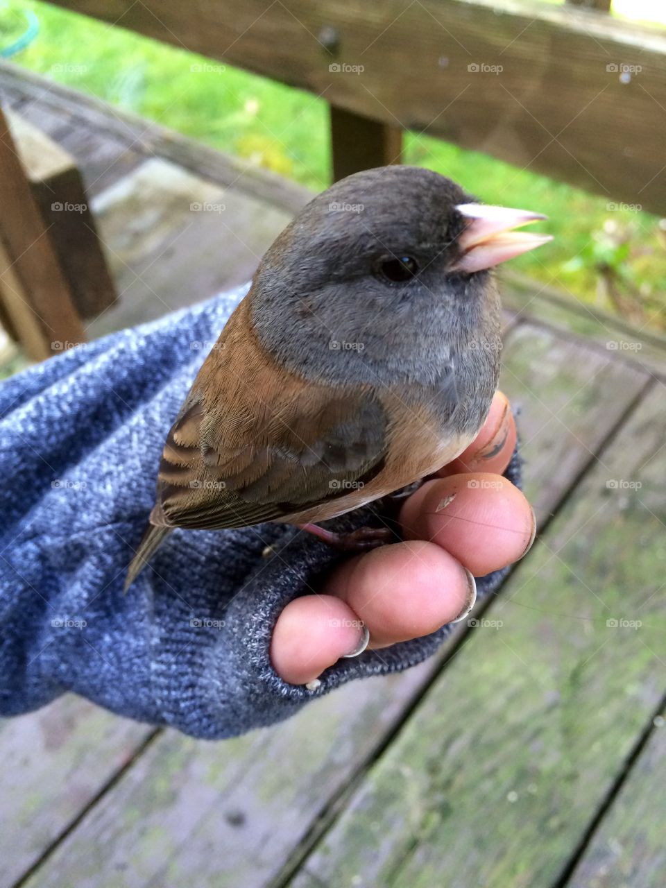 A Bird in the Hand 