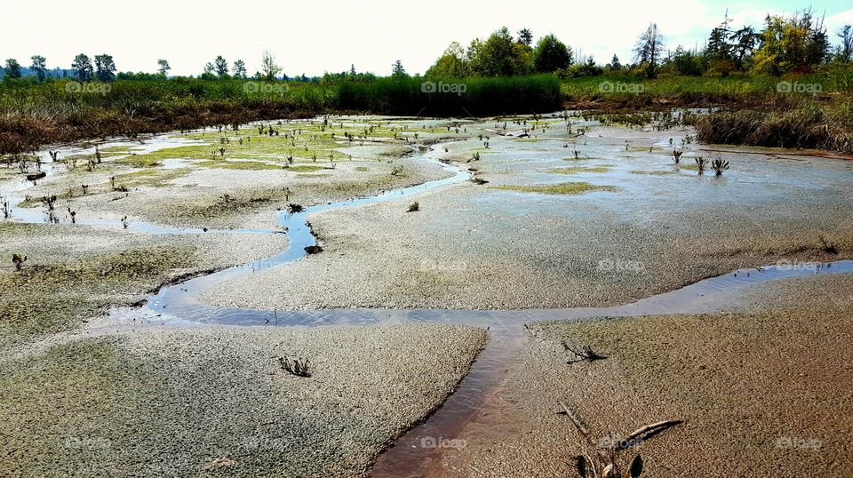 Low tide in the wetlands.