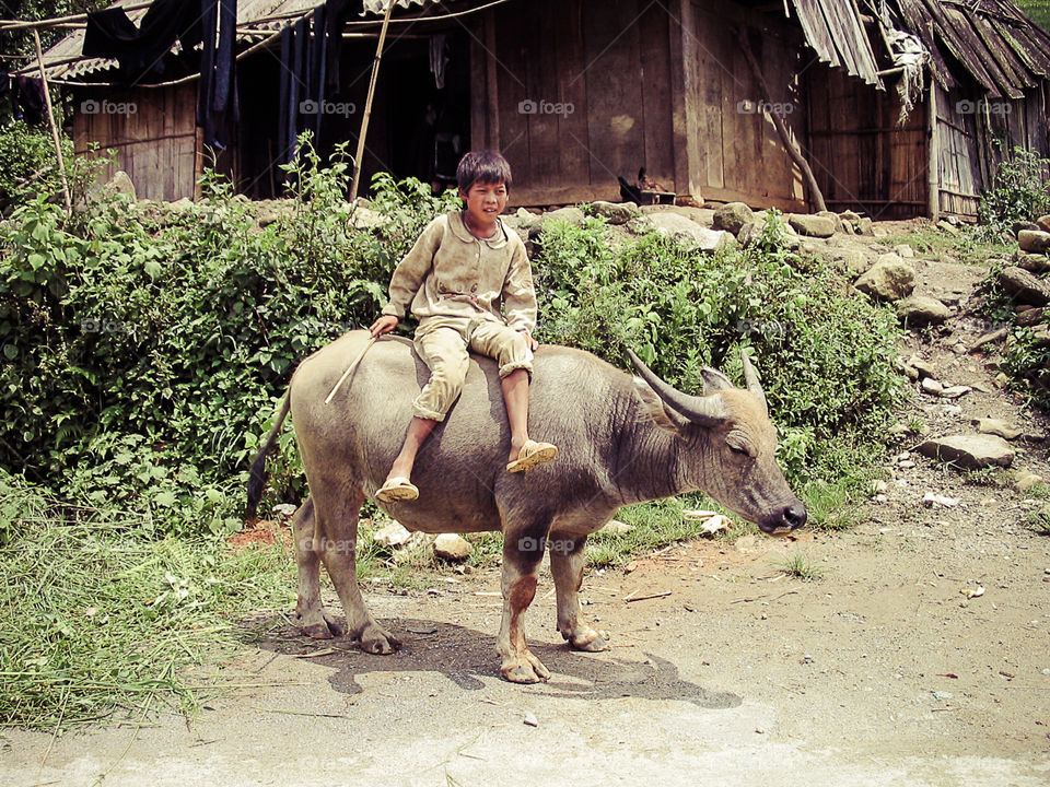 A boy sitting on a bull