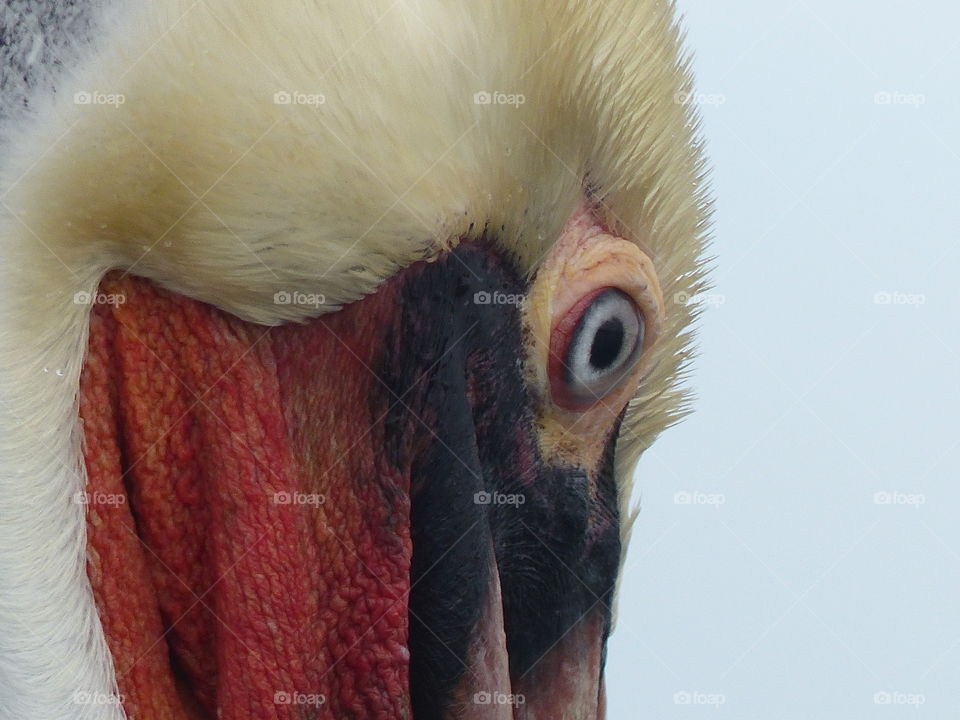 Pelican eye