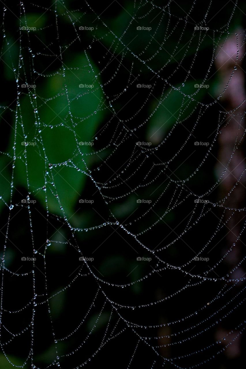Spider Web