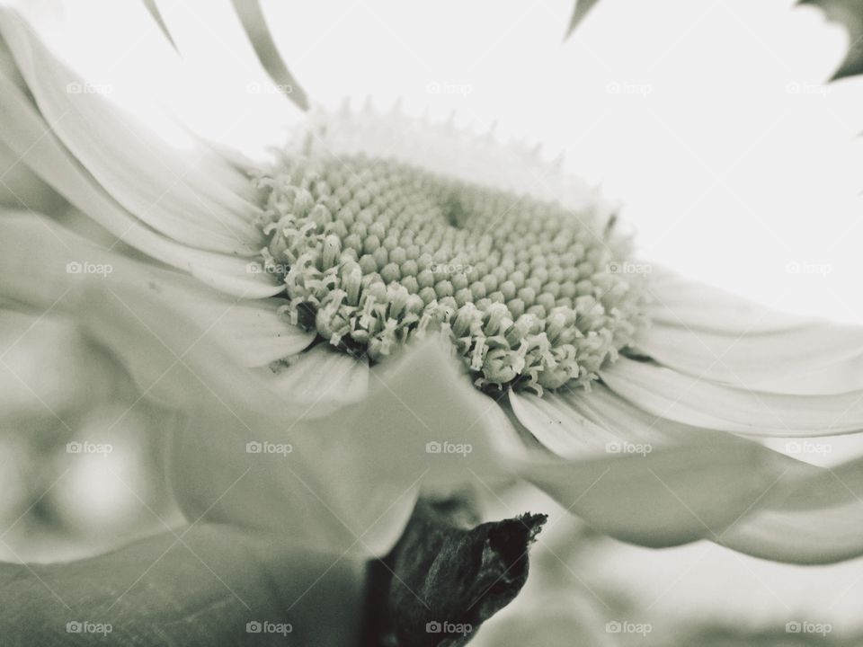 Extreme close-up of a flower
