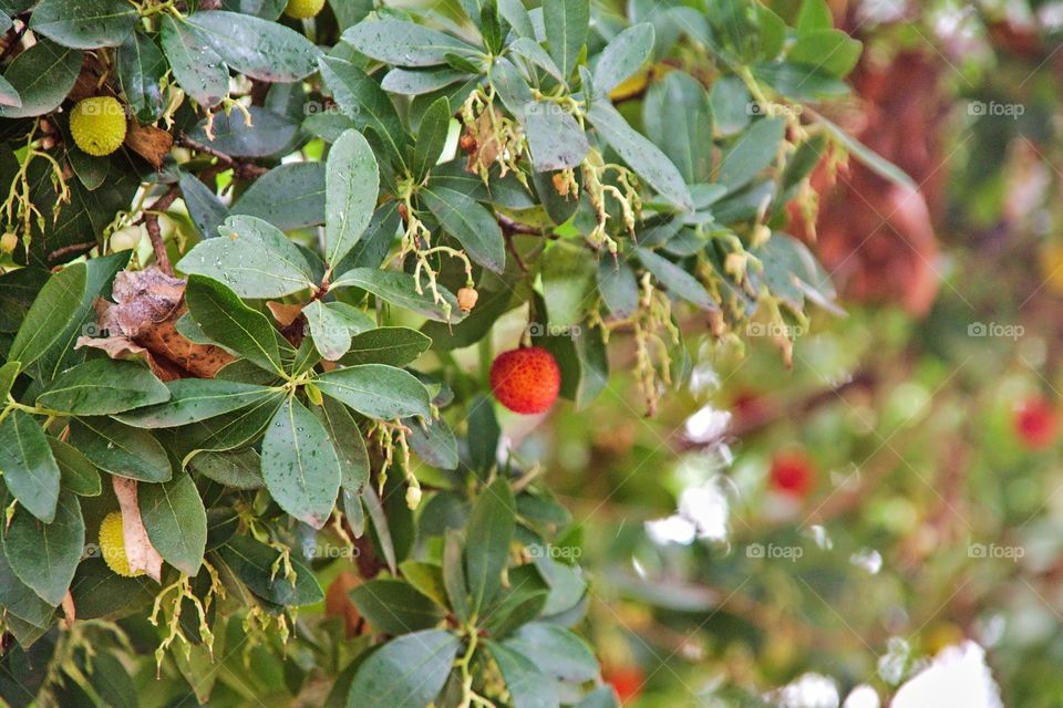 Autumn fruits 