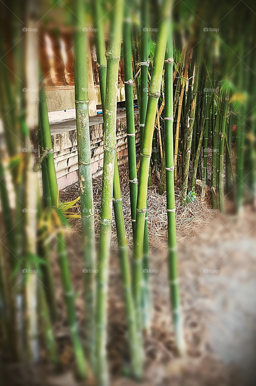 The bamboo