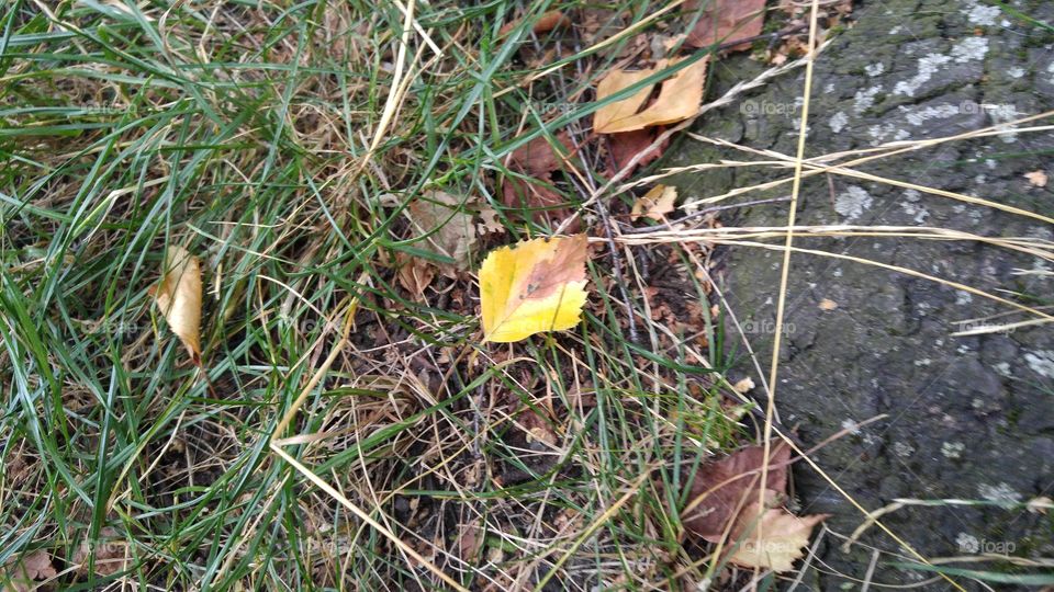 Yellow and brown autumn leaves on a ground