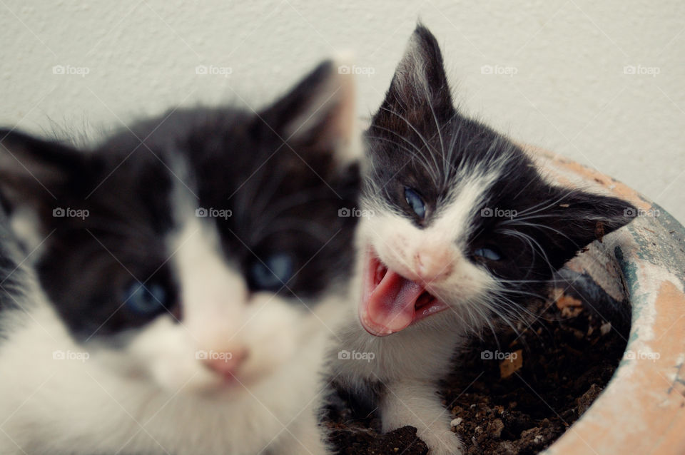 High angle view of kittens