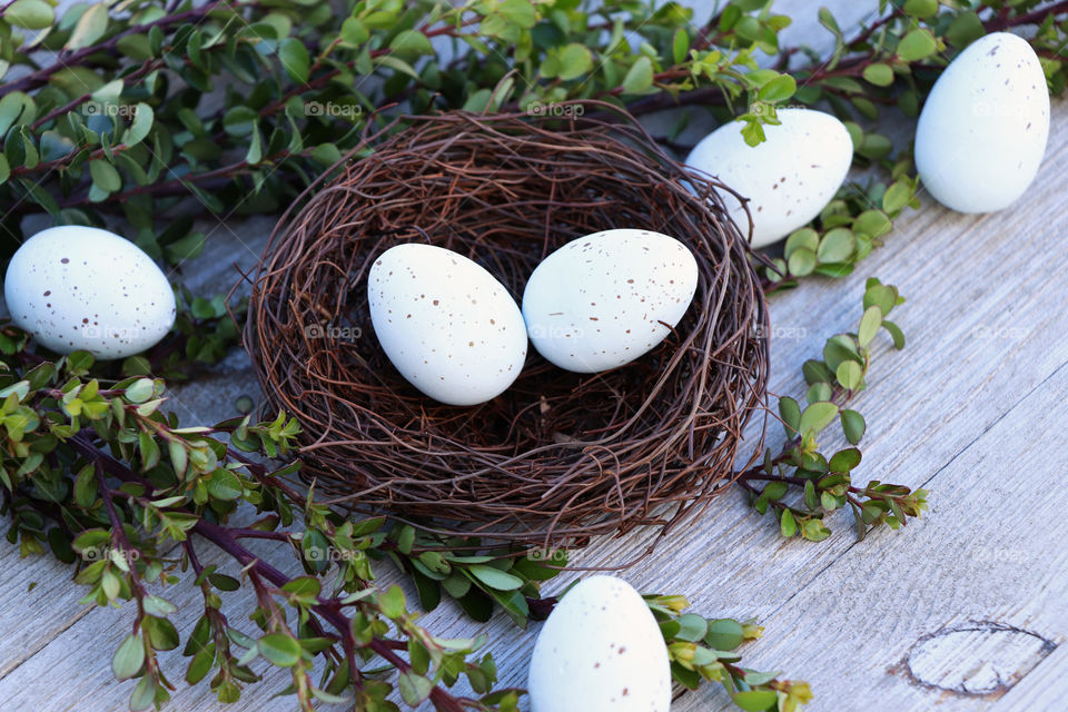 Nest with white spotted eggs