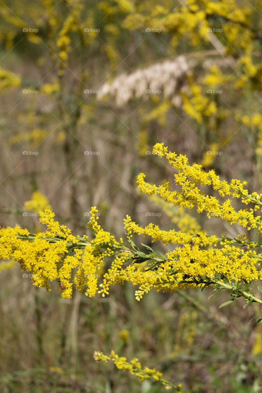 Yellow Flowers