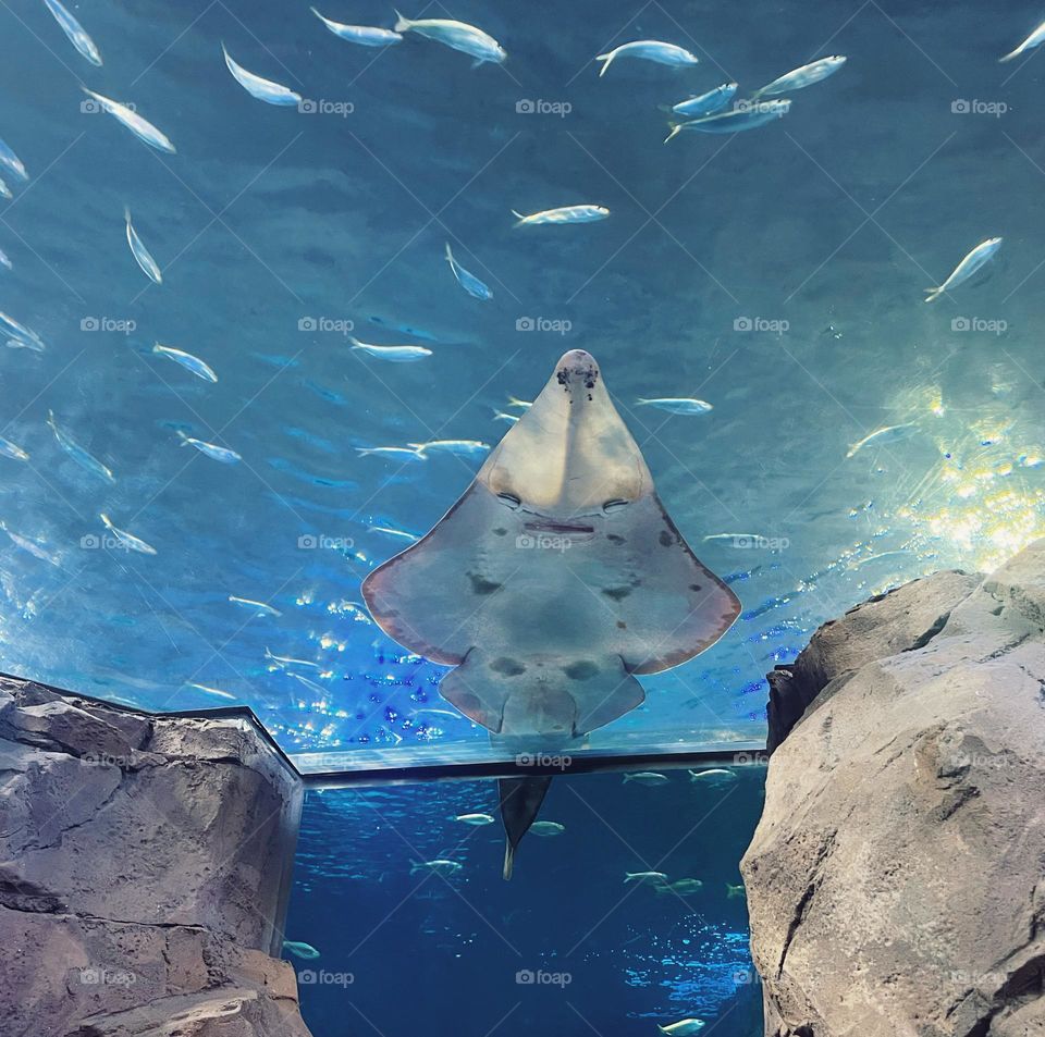 Belly side of a stingray relaxing in its tank