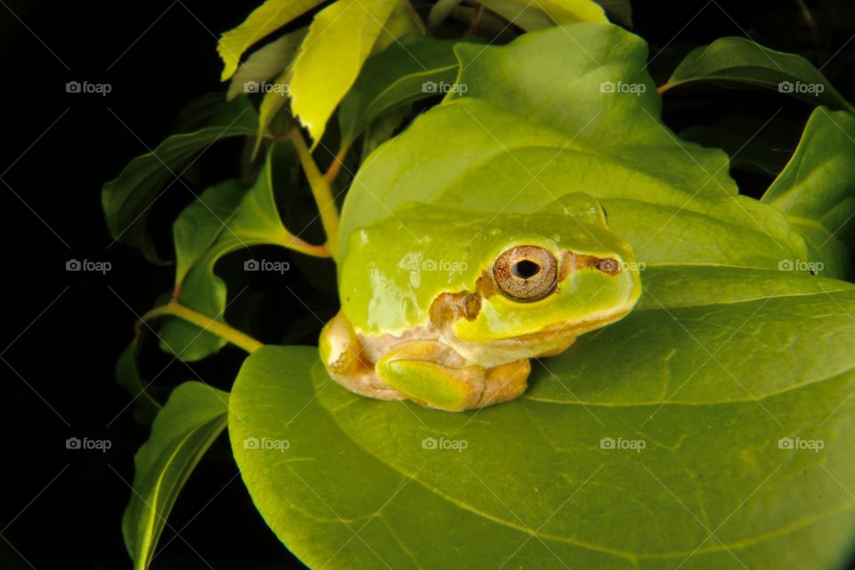 Frog