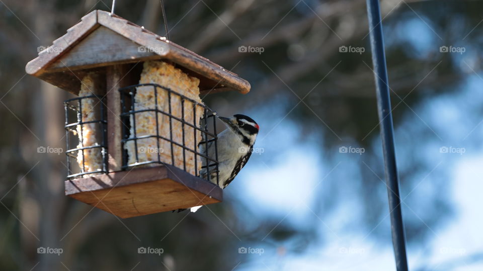 a downy woodpecker