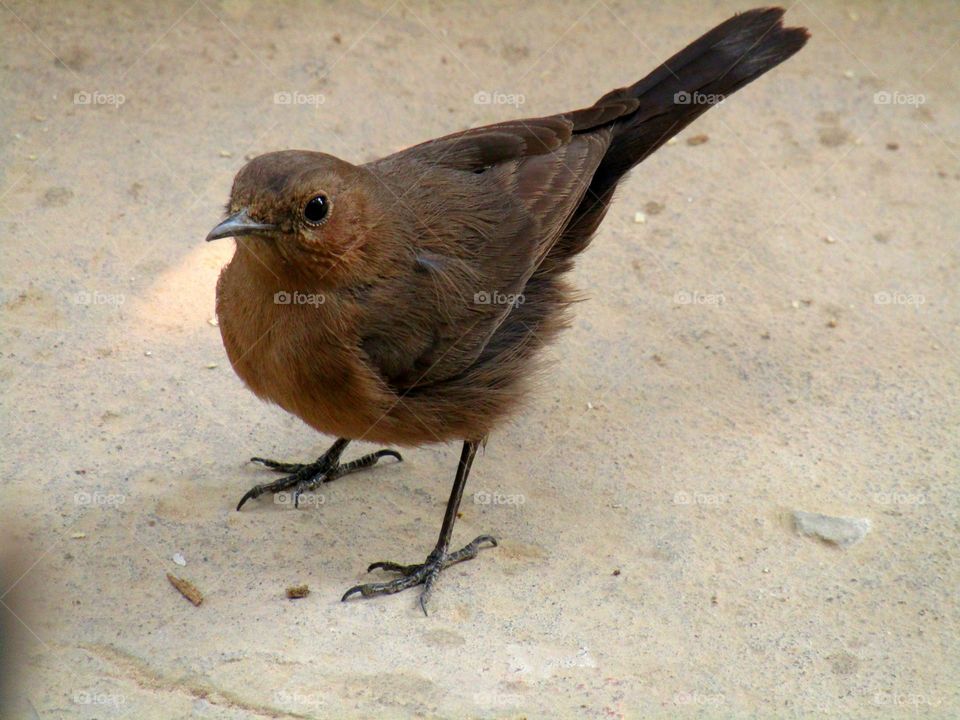 The brown rock chat or Indian chat (Oenanthe fusca) is a bird in the chat (Saxicolinae) subfamily and is found mainly in northern and central India.