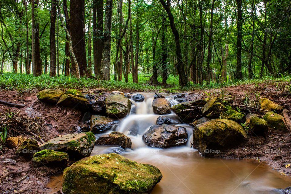 Stream coming out of the forest, running over some rocks with moss