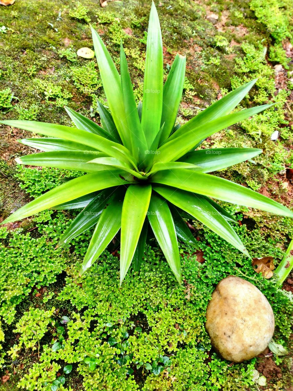 pineapple plant