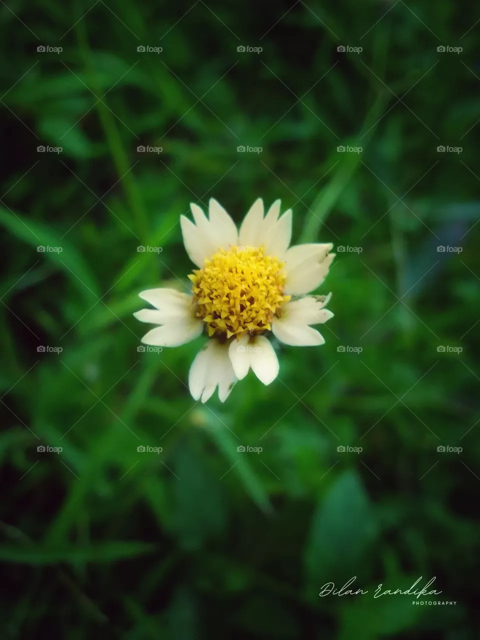 Beautiful flower