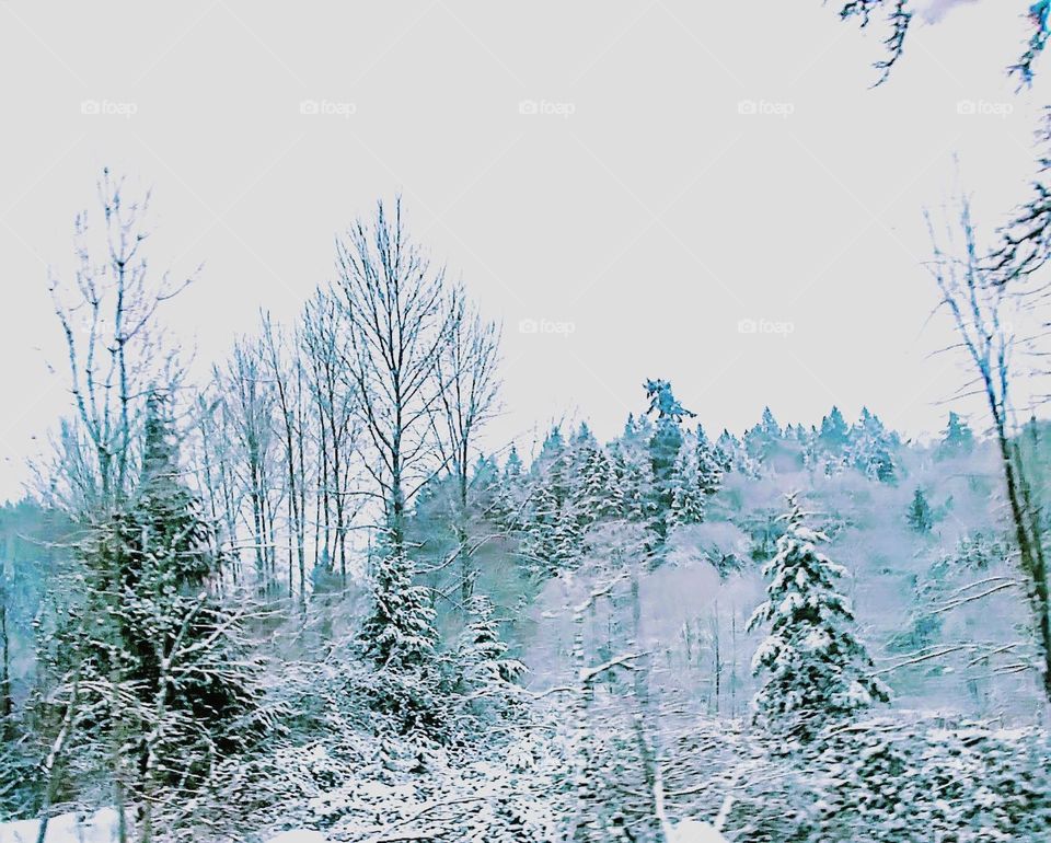 A snowy day, gray skies behind laden snow branches leaning downward heavy with freshly fallen snow.