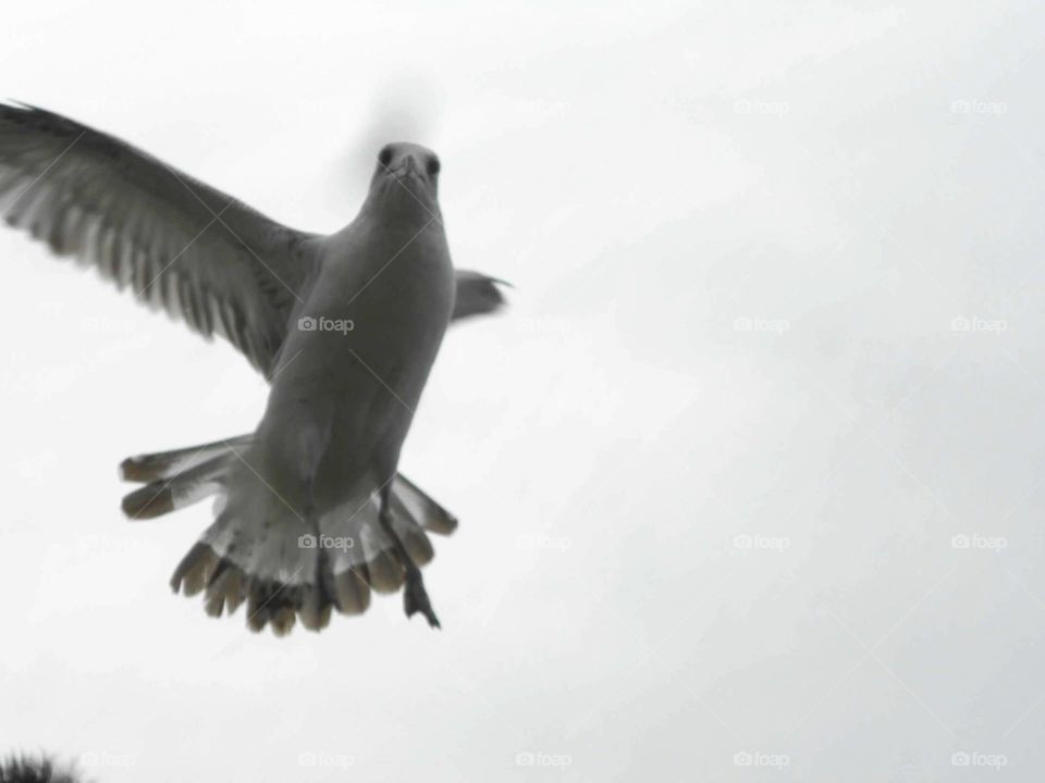 Seagull flying overhead 