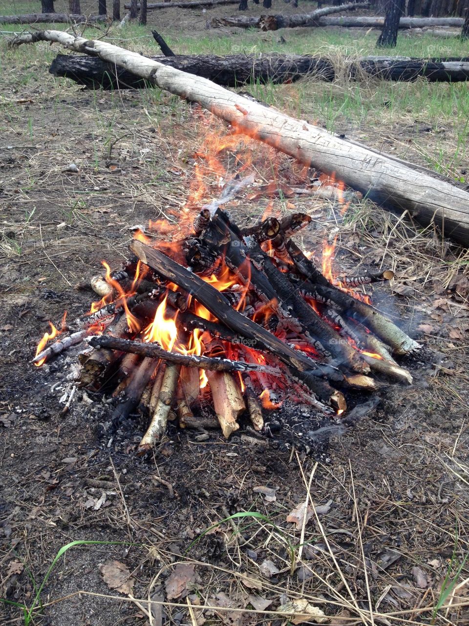 Bonfire on the picnic on the ground