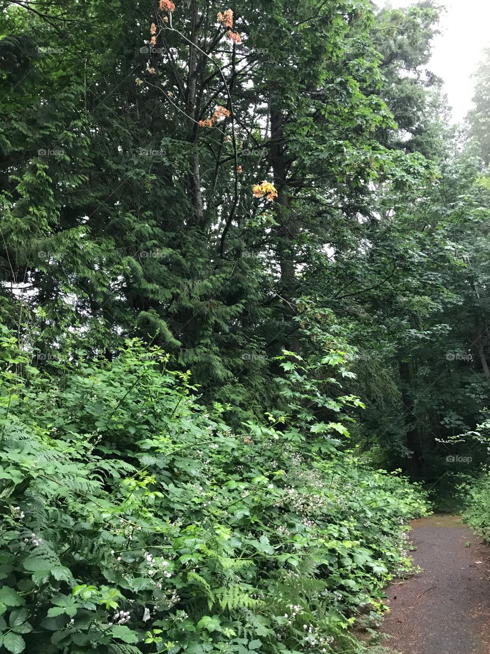 Beautiful woods around a hiking trail