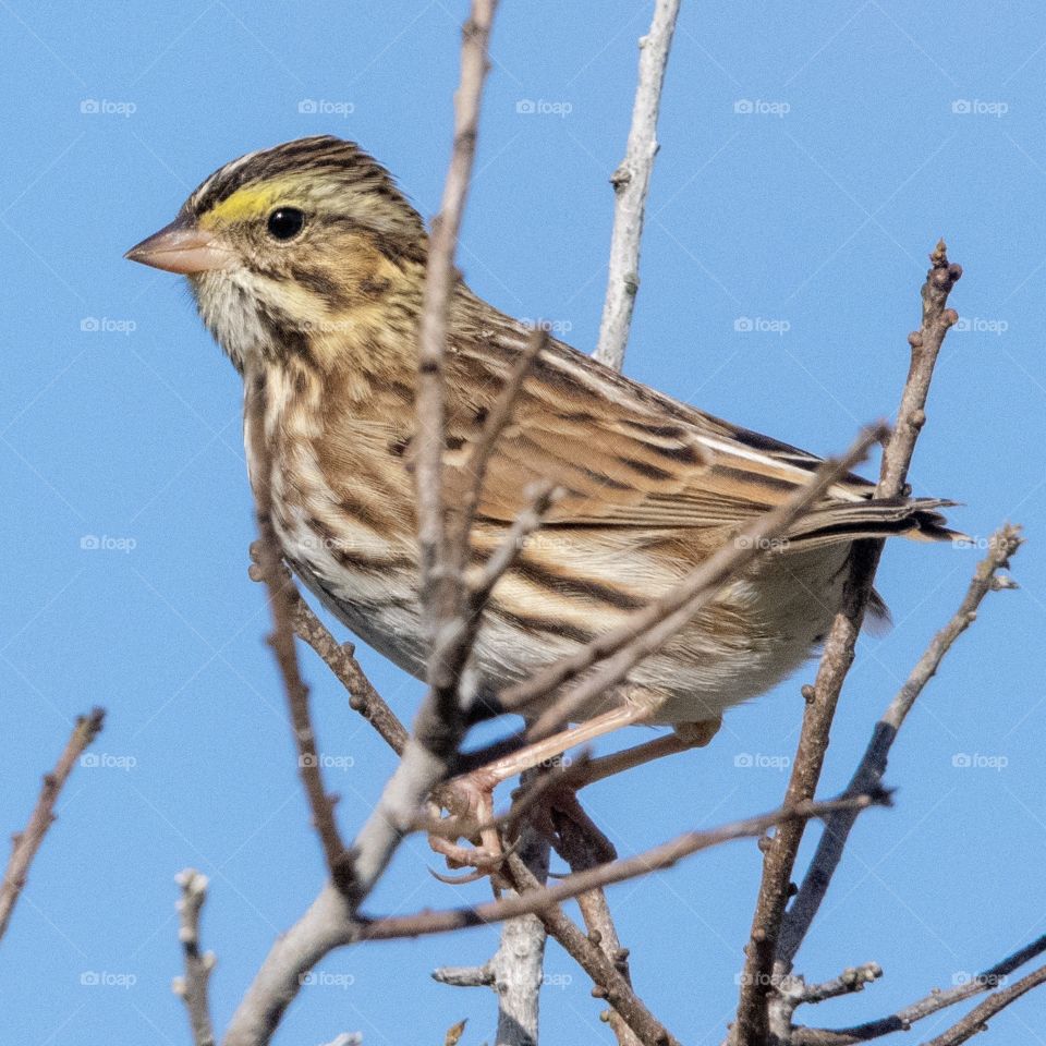 Savannah Sparrow at the Jersey Shore. 