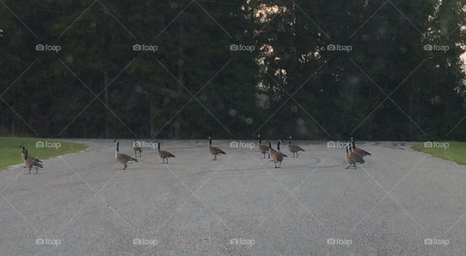 Geese blocking roadway