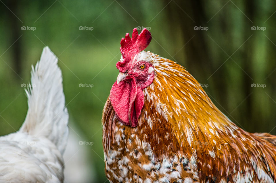 Poultry, Bird, Hen, Nature, No Person